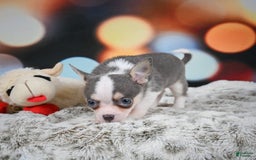 Chihuahua dogs for sale: Bo - Image 1
