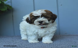 Shihpoo dogs for sale: Hudson - Image 1