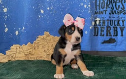 Greater Swiss Mountain Dog dogs for sale: Julep - Image 3