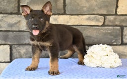 German Shepherd dogs for sale: Marshall - Image 4