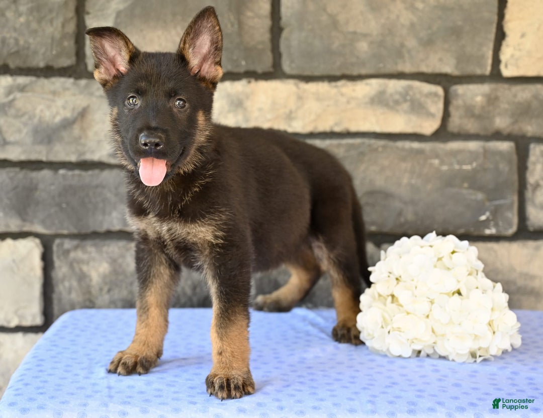 German Shepherd dogs for sale: Marshall - Image 4