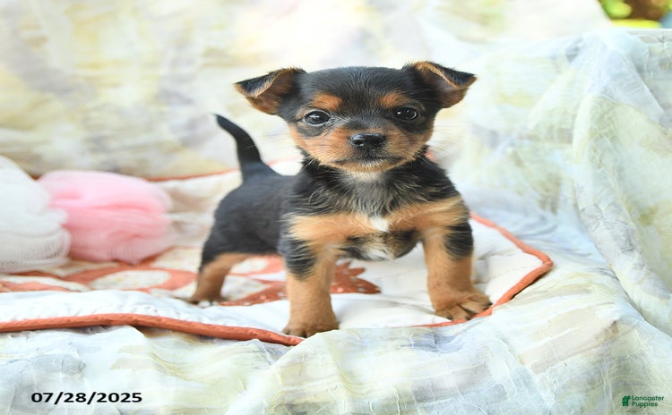 Yorkshire Terrier dogs for sale - Ad 2