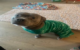 American Staffordshire Terrier dogs for sale: Gizmo - Image 6