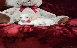 Miniature Dachshund dogs for sale: YETI - Image 5