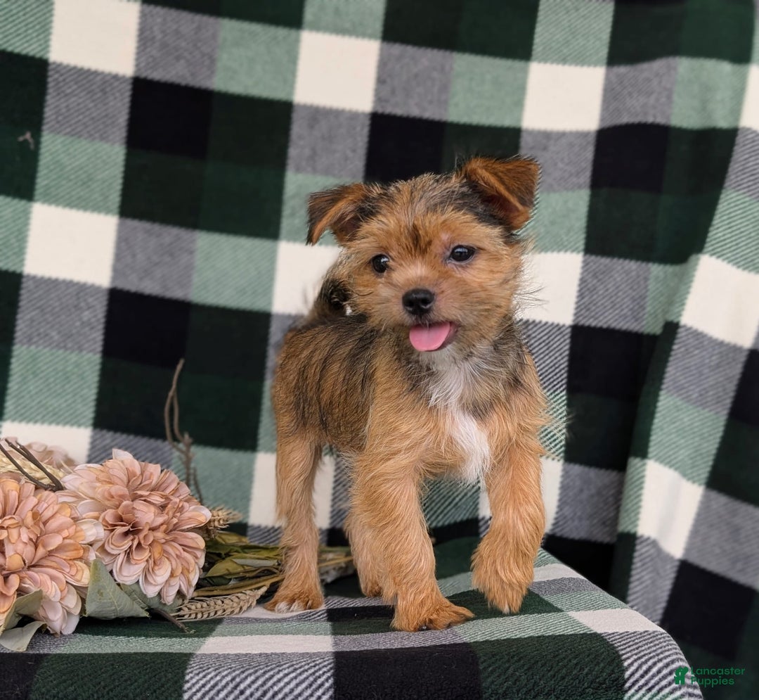 Shorkie dogs for sale: Brylee 9 Lbs Full Grown - Image 5