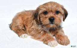Shorkie dogs for sale: Wonder - Image 1