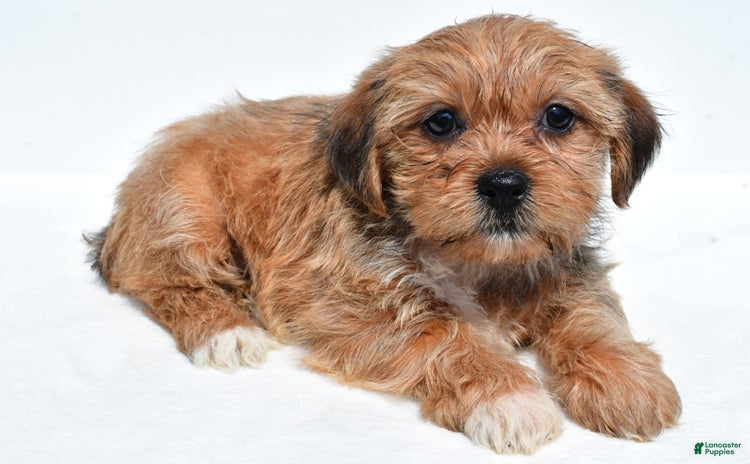 Shorkie dogs for sale - Ad 2