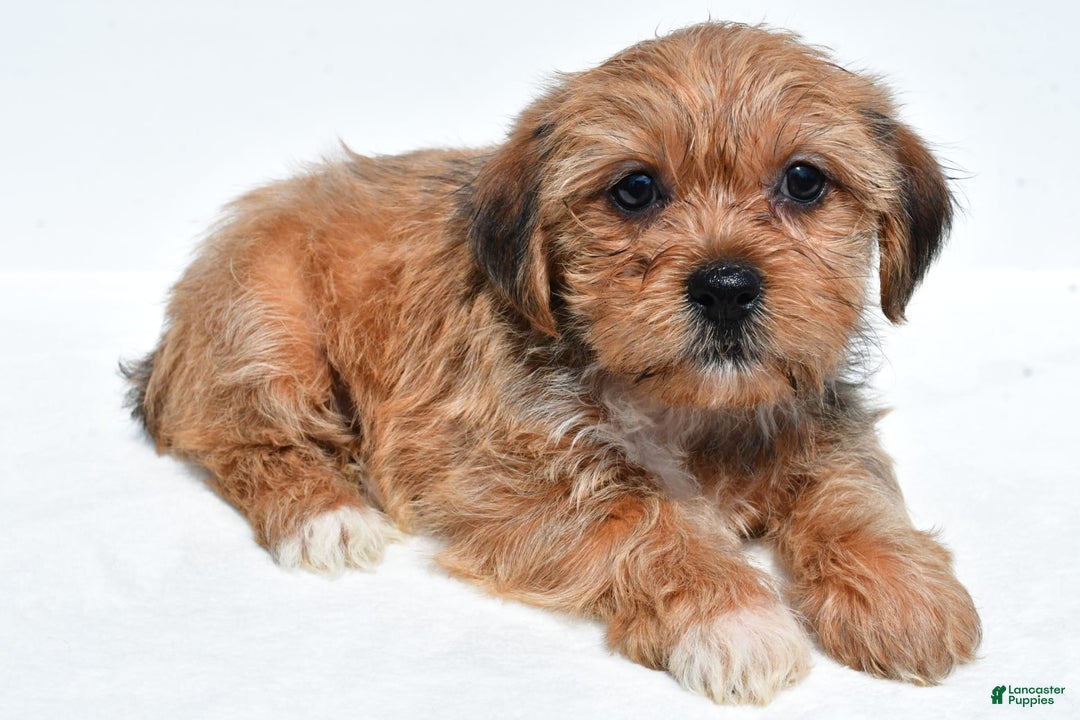 Shorkie dogs for sale: Wonder - Image 1