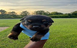 Rottweiler dogs for sale: Jack - Image 3