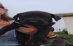 Great Dane dogs for sale: Onyx - Image 13