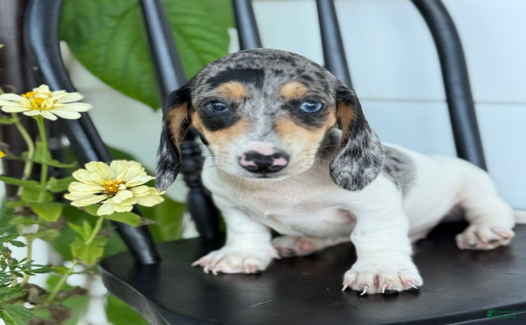 Miniature Dachshund dogs for sale - Ad 1