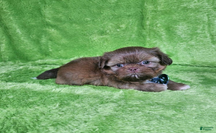 Shih Tzu dogs for sale - Ad 3