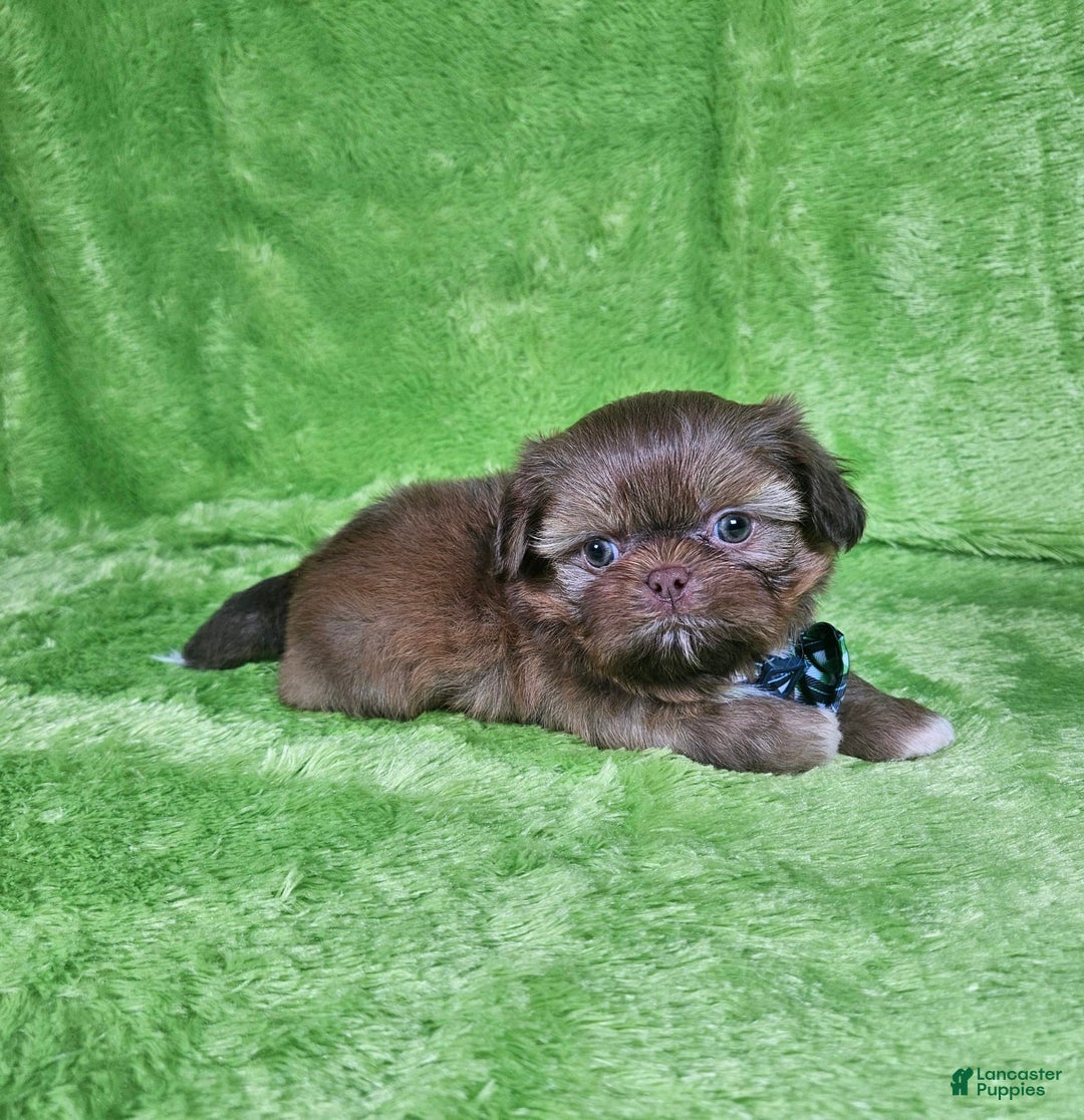 Shih Tzu dogs for sale: Bear - Image 1