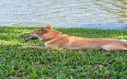 Shiba Inu dogs for sale: Sandy - Image 3