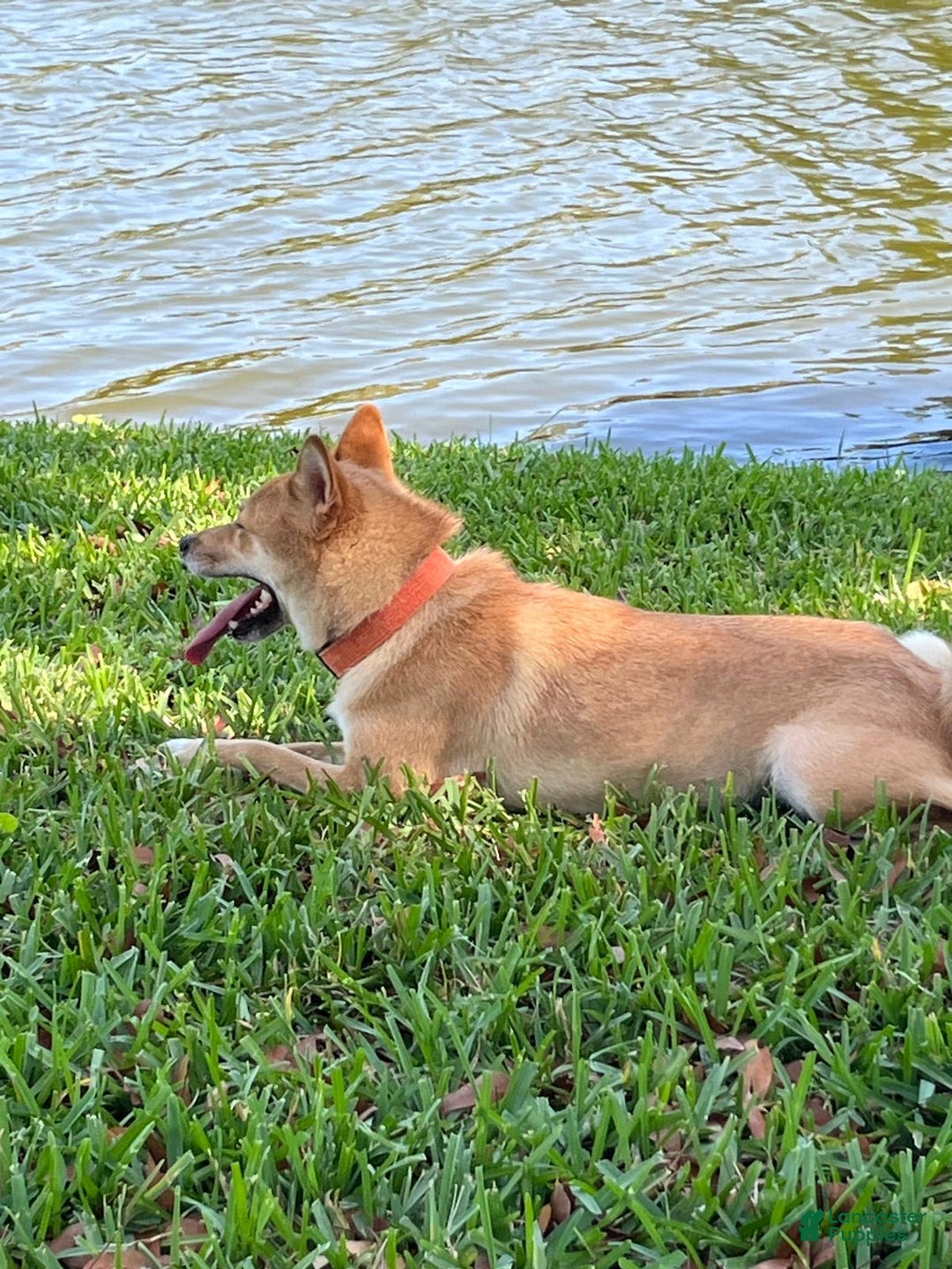 Shiba Inu dogs for sale: Sandy - Image 3