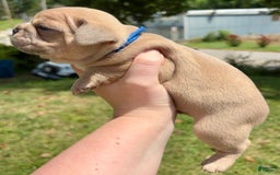 French Bulldog dogs for sale: Azriel - Image 2