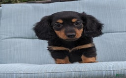 Miniature Dachshund dogs for sale: Miniature Dachshund 3 puppies - Image 13