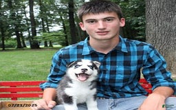 Siberian Husky dogs for sale: Nick - Image 1