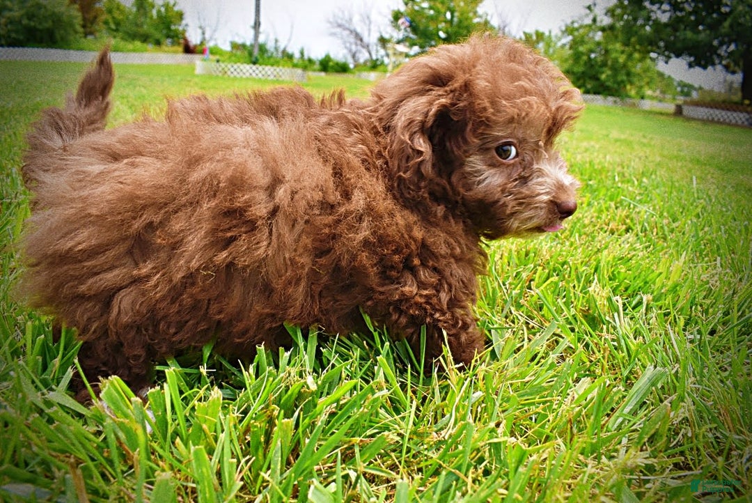 Havapoo dogs for sale: Rosie - Image 4