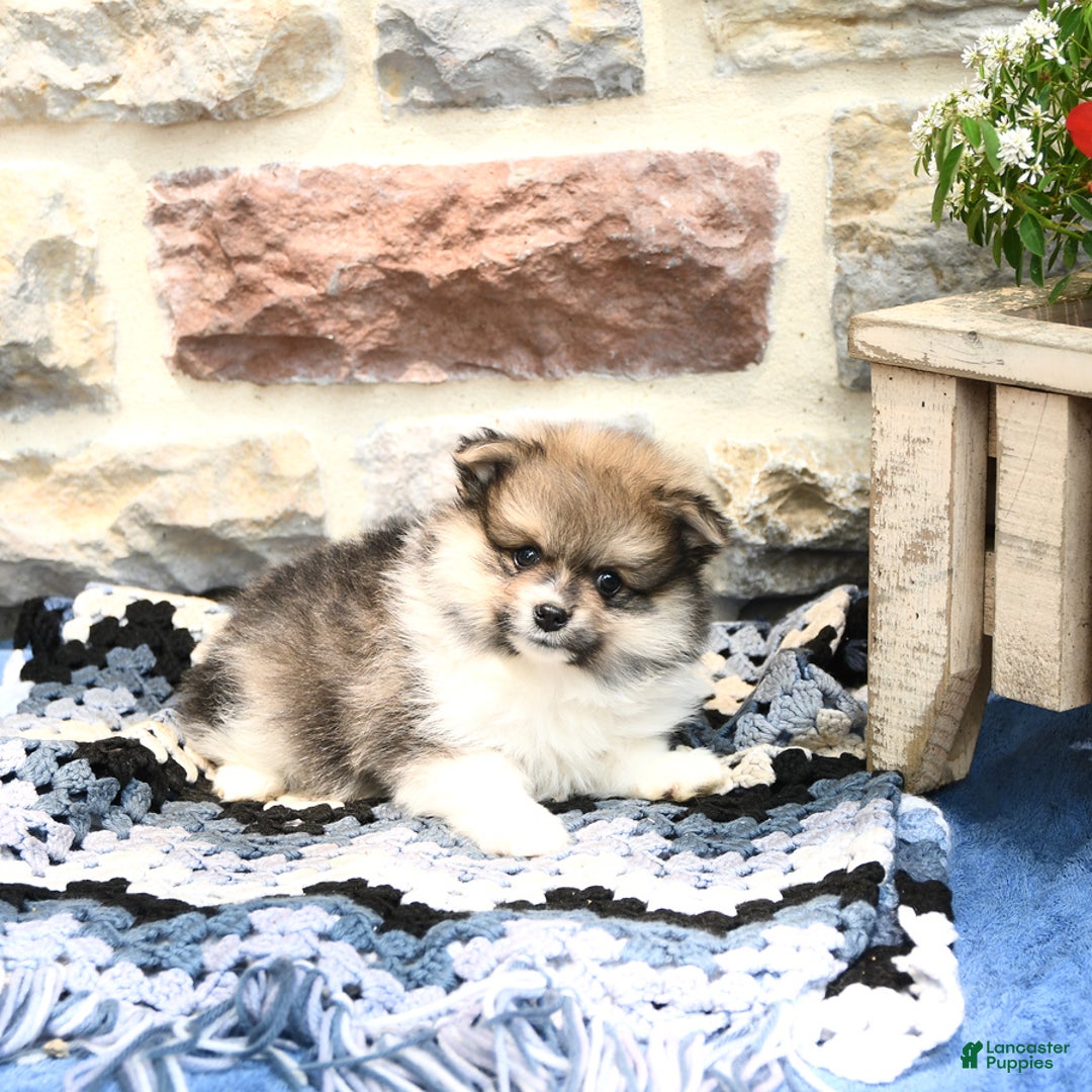 Pomeranian dogs for sale: Charlie - Image 2