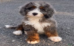 Mini Bernedoodle dogs for sale: 💙 Boston Ma 💙 Mini Bernedoodle - Image 9