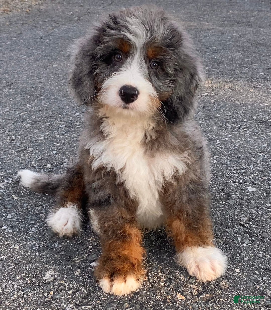 Mini Bernedoodle dogs for sale: 💙 Boston Ma 💙 Mini Bernedoodle - Image 9
