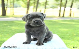 Cane Corso dogs for sale: Sparrow - Image 5