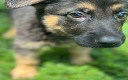German Shepherd dogs for sale: Luna - Image 6