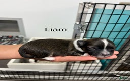 Chihuahua dogs for sale: Liam - Image 4