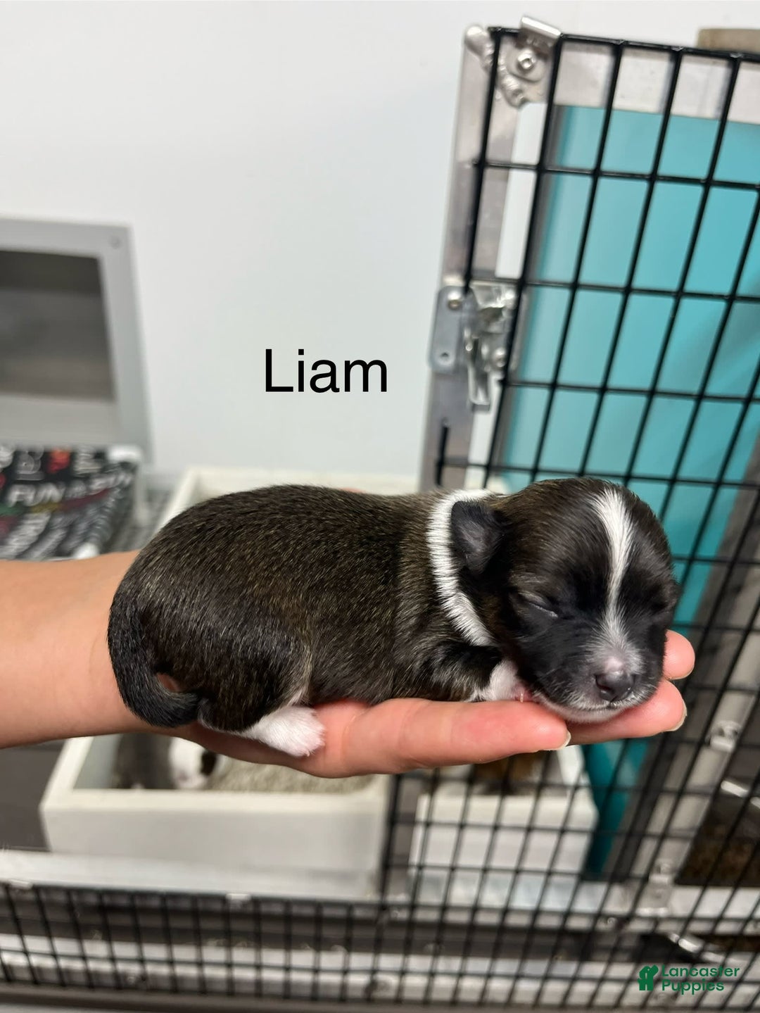 Chihuahua dogs for sale: Liam - Image 4