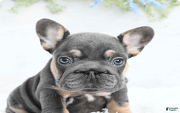 French Bulldog dogs for sale: Barbie - Image 3