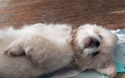 Pekingese dogs for sale: Aspen - Image 9