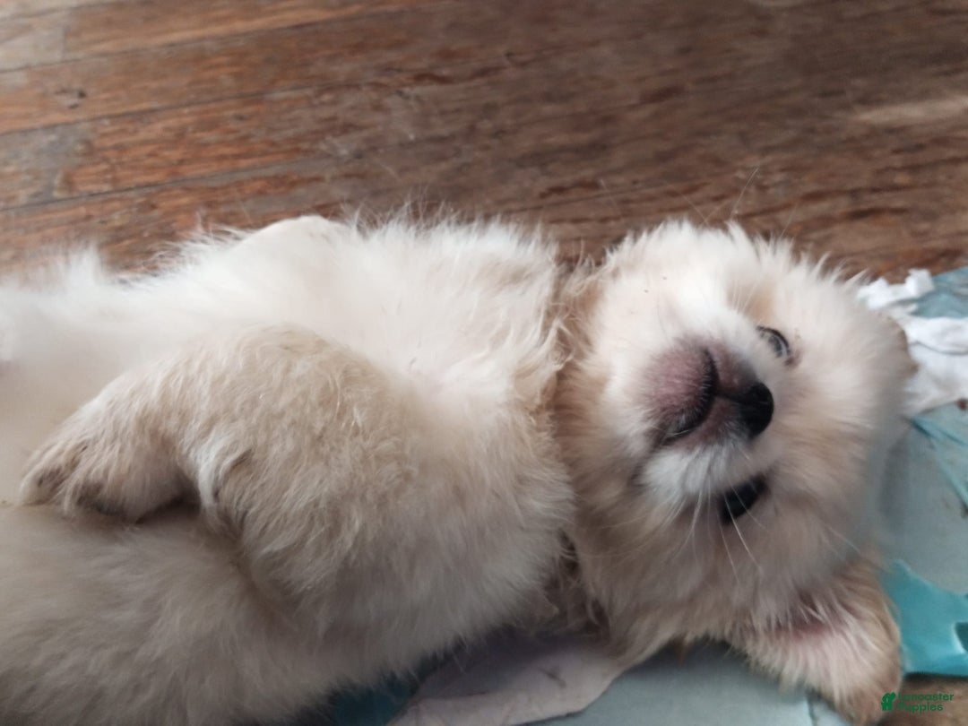Pekingese dogs for sale: Aspen - Image 9
