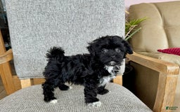 Havapoo dogs for sale: Lenny - Image 4