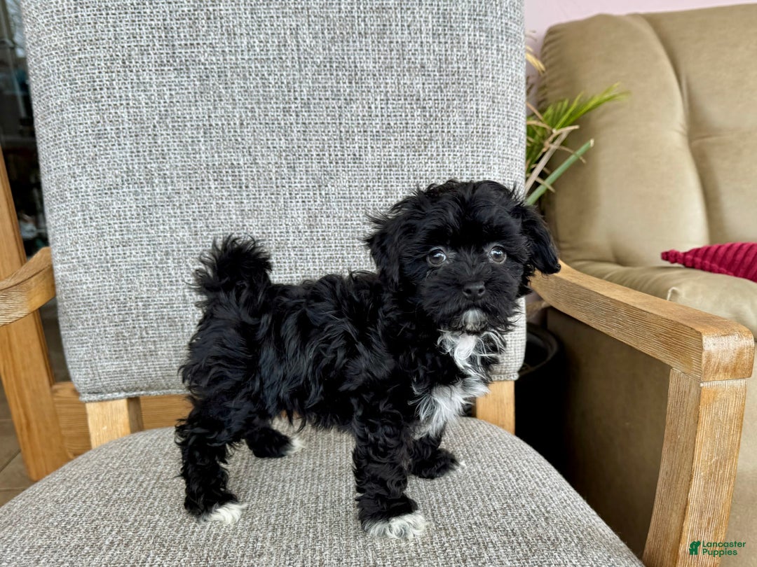 Havapoo dogs for sale: Lenny - Image 4