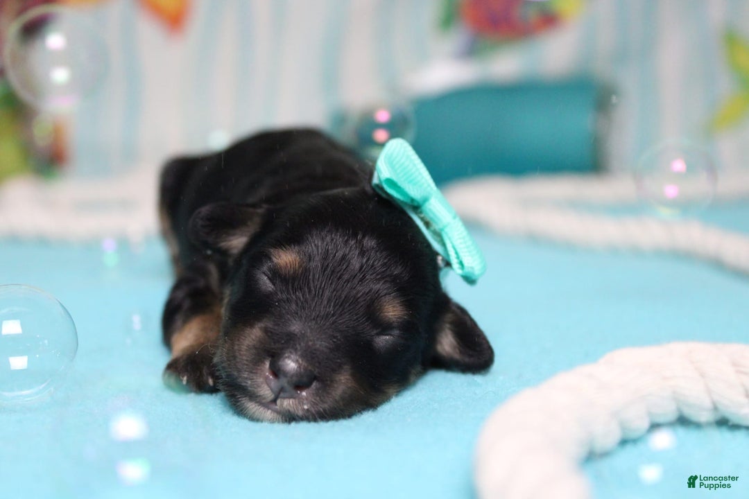 Mini Bernedoodle dogs for sale: Alice - Image 3