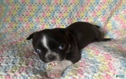 Boston Terrier dogs for sale: Oreo - Image 5
