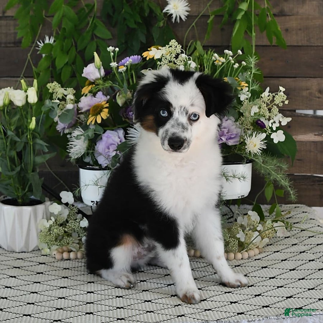 Miniature Australian Shepherd dogs for sale: Axel Toy - Image 43