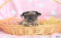 Pug dogs for sale: Amber - Image 2