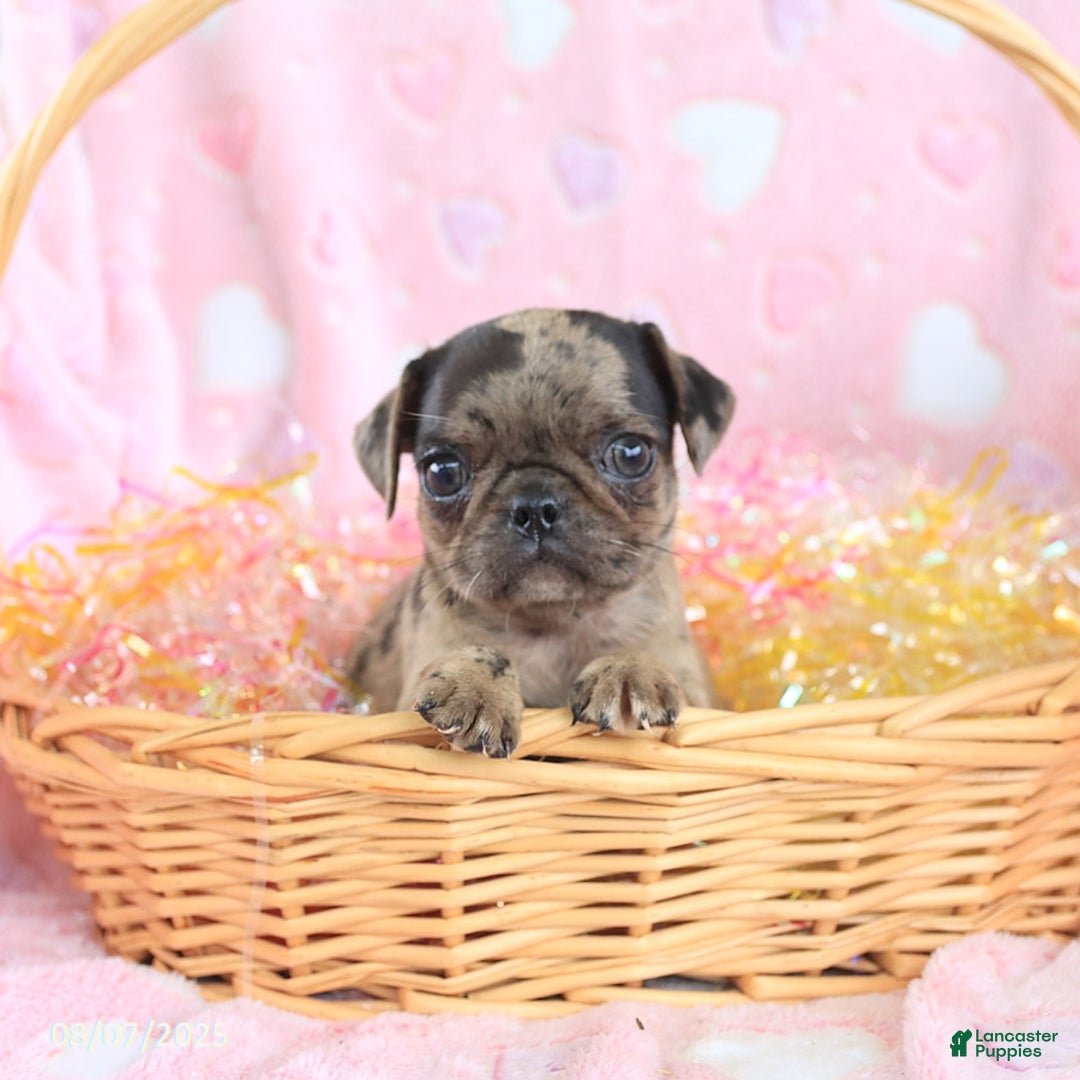 Pug dogs for sale: Amber - Image 2