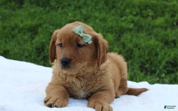 Golden Retriever dogs for sale: Amber - Image 3