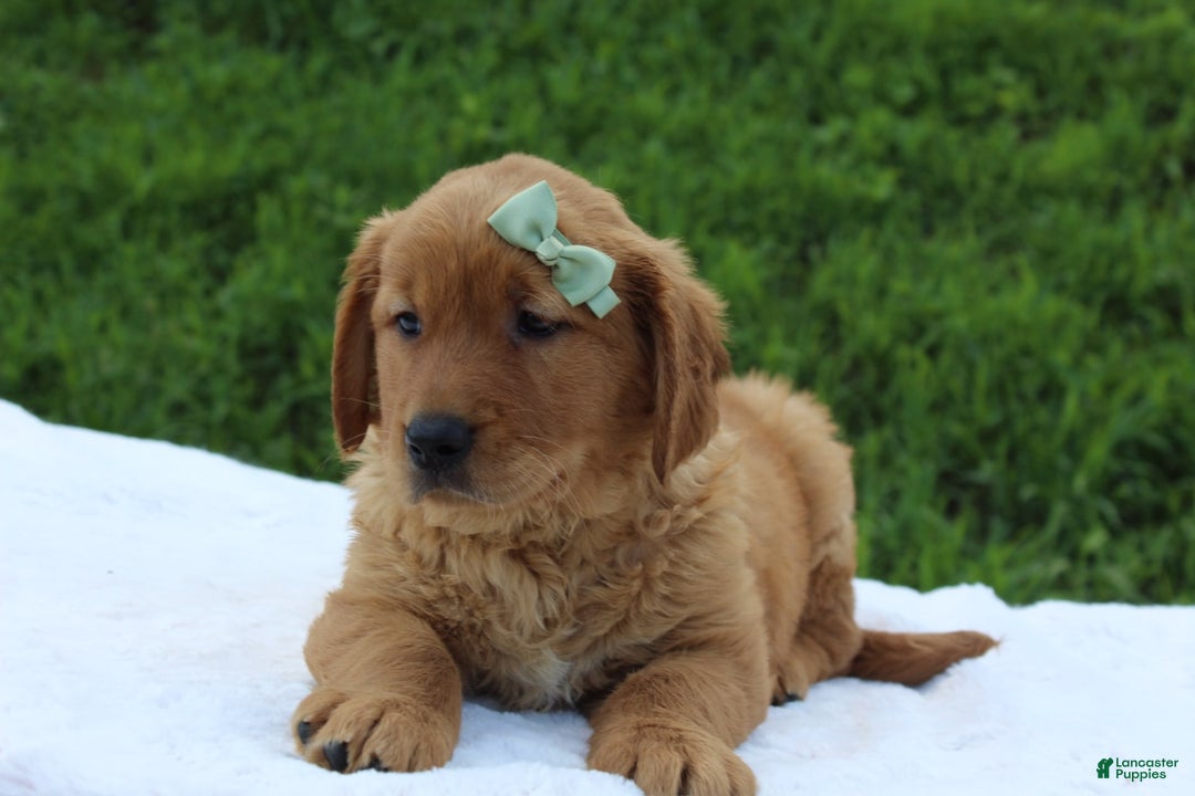 Golden Retriever dogs for sale: Amber - Image 3