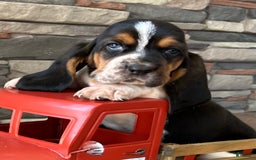 Basset Hound dogs for sale: Theo - Image 5