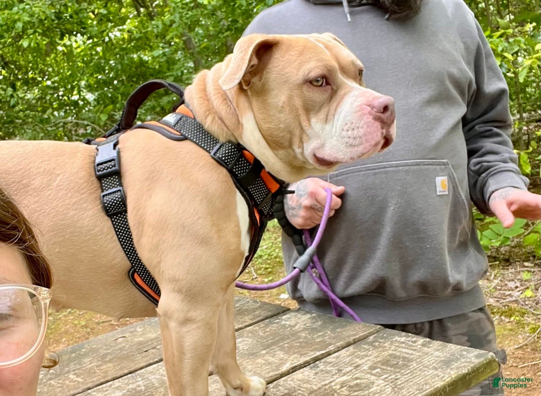 American Bully dogs for sale: Ace - Image 6