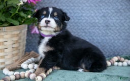 Miniature Australian Shepherd dogs for sale: Petunia - Image 2