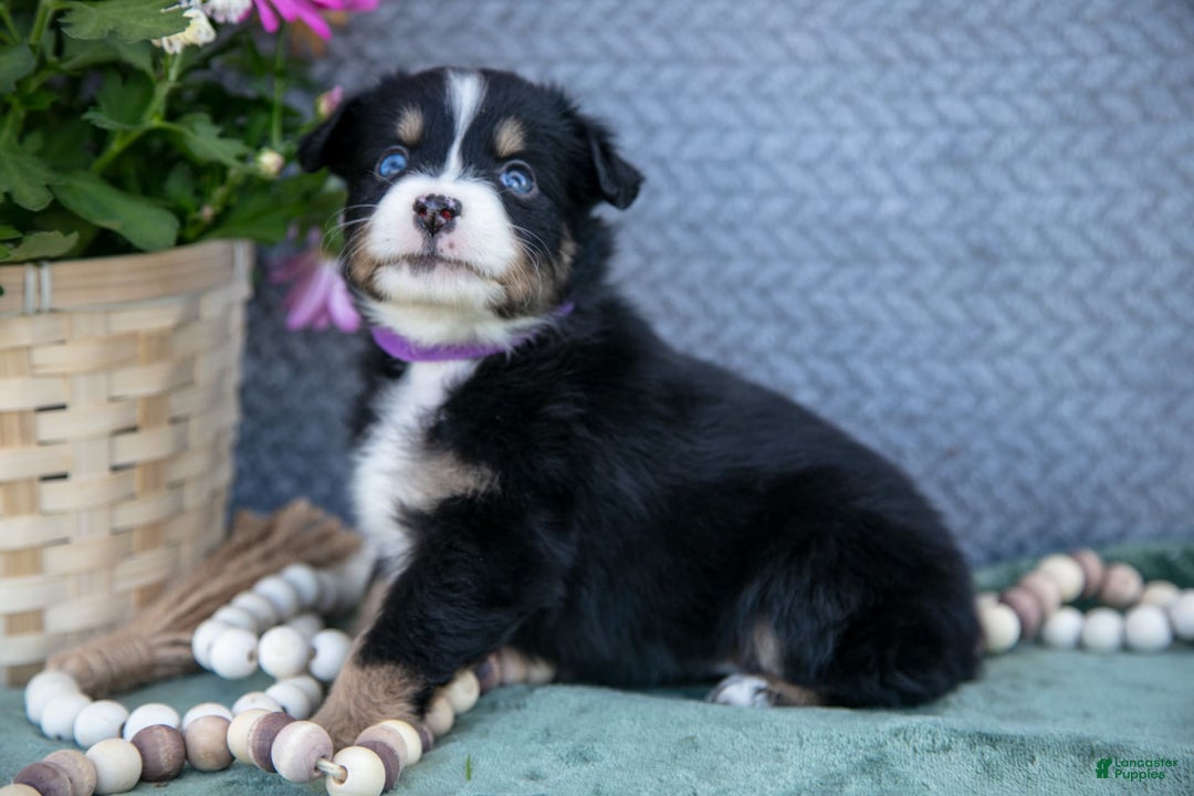 Miniature Australian Shepherd dogs for sale: Petunia - Image 2