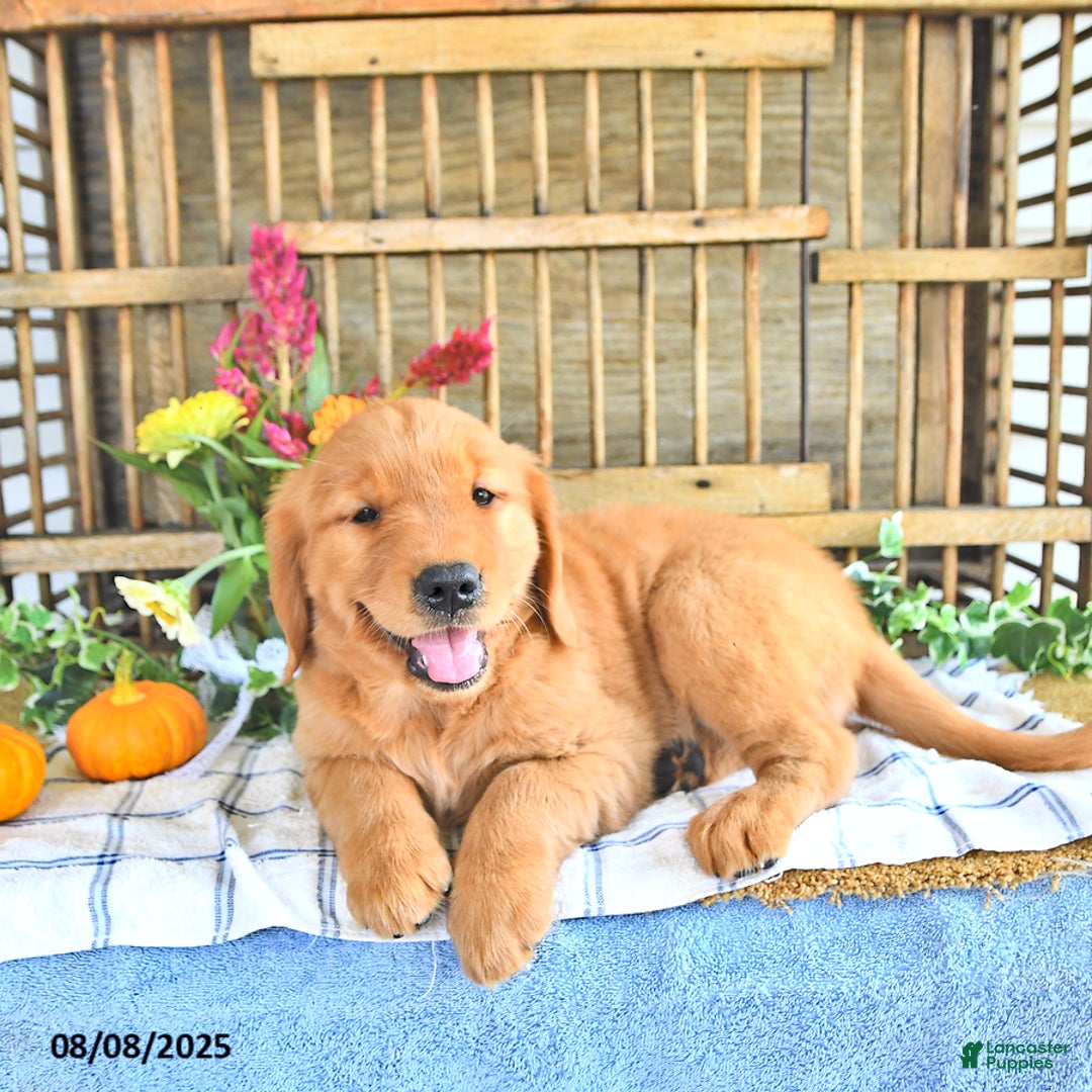 Golden Retriever dogs for sale: Golden Retriever 11 puppies - Image 33