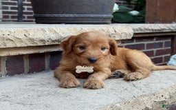 Goldendoodle dogs for sale: Ember - Image 1