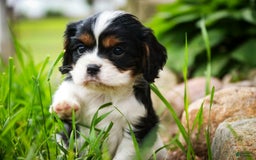 Cavalier King Charles Spaniel dogs for sale: Nero - Image 18