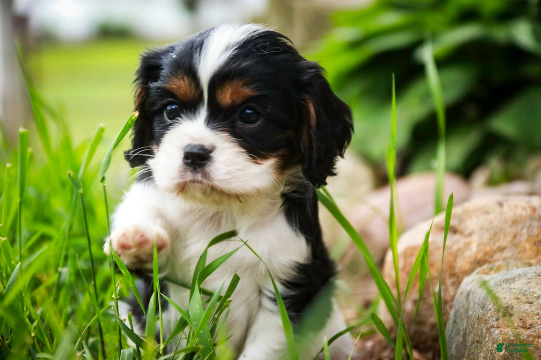Cavalier King Charles Spaniel dogs for sale: Nero - Image 18